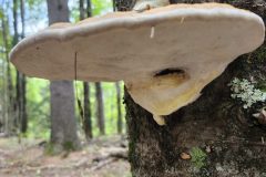 20240912_135323-Mushroom-on-tree-BF-scaled