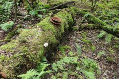 20240912_140840-BF-forest-scaled