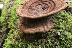 20240912_140952-BF-mushroom-scaled