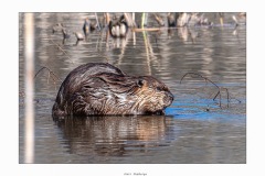 Credit: Marc Théberge 