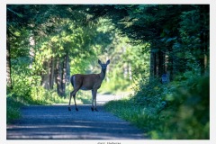 Credit: Marc Théberge 