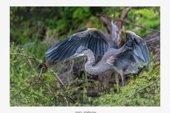 Credit: Marc Théberge 