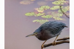 Credit: Marc Théberge 