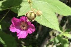 Rubus odoratus – courtesy of Maryse R. 