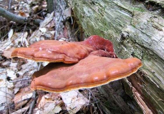 Champignons sauvages de la forêt