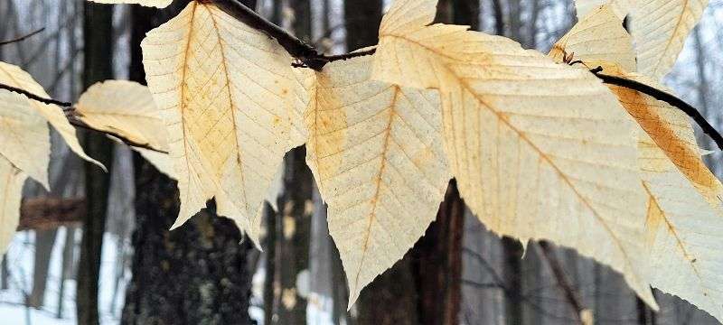 Pourquoi les feuilles des hêtres et des chênes ne tombent-elles pas en hiver?