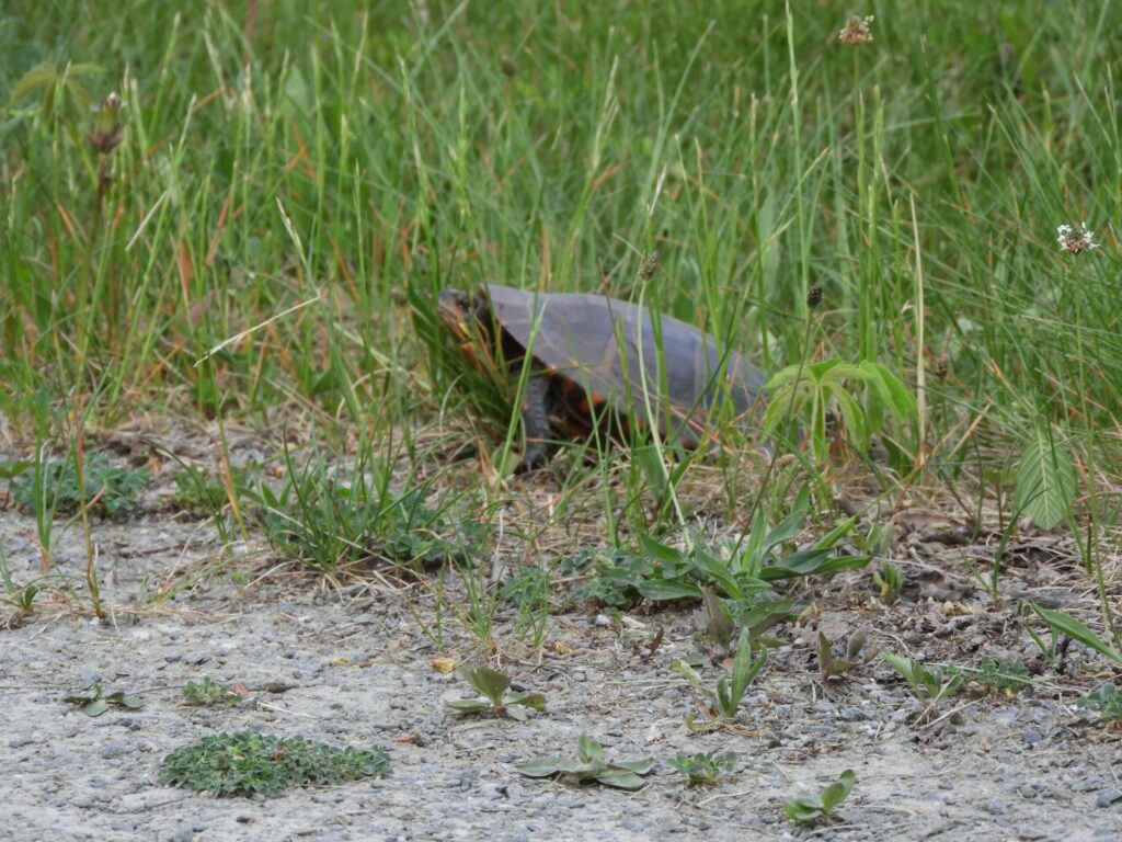 LES TORTUES, UN TEMPS ACTIFS POUR EUX