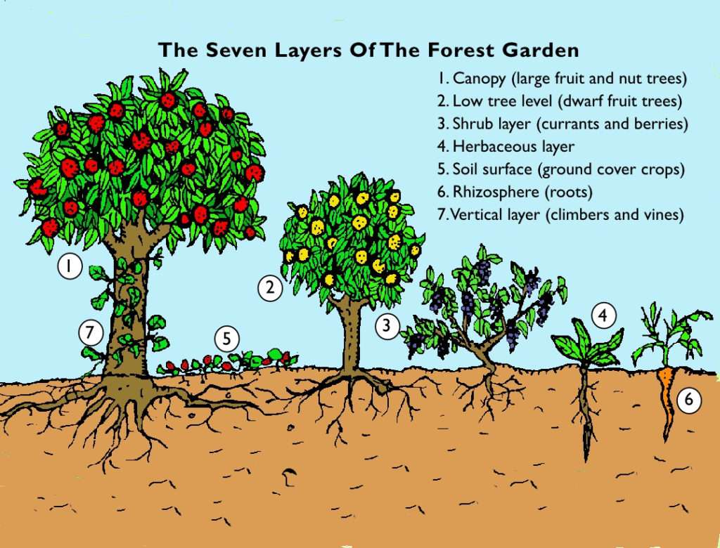 La « forêt nourricière »… en quoi diffère-t-elle de la forêt?