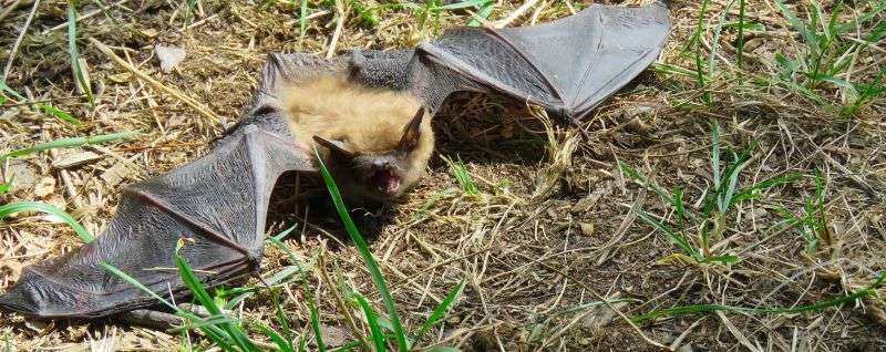 PROGRAMME CONSERVATION CHAUVE-SOURIS DES CANTONS-DE L’EST