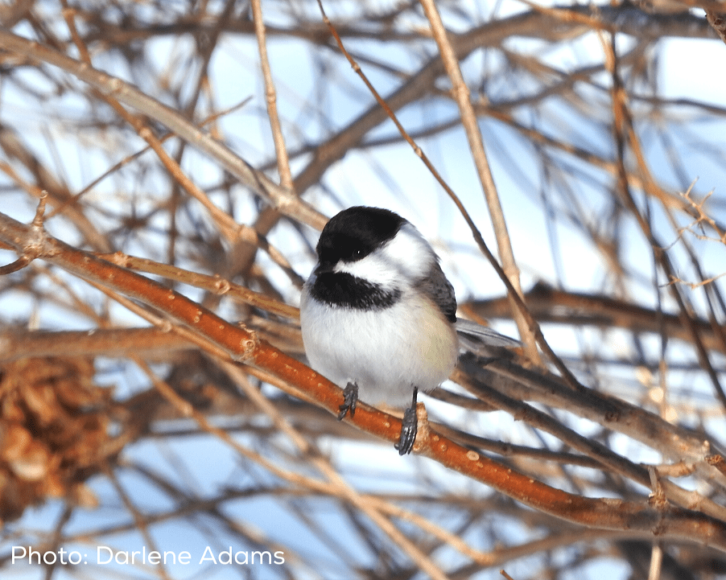 Devrais-je partir ou bien rester? Les oiseaux et les hivers québécois