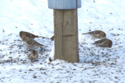 Common-Redpoll-180×180