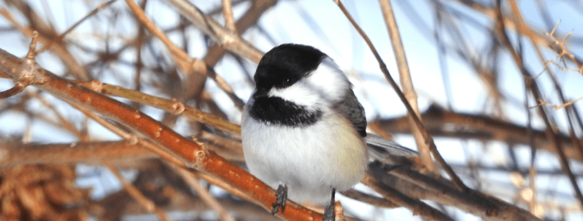 C.-B. : des colibris transis par le froid de cet hiver ont besoin d'aide