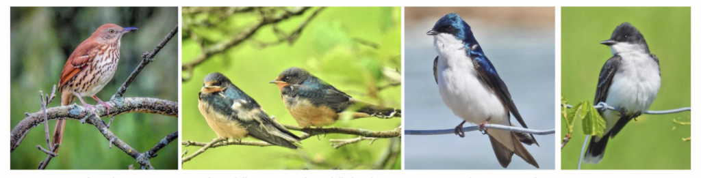 Comment favoriser les oiseaux des champs en milieu agricole