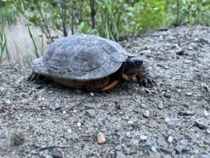 Les tortues et la Tomifobia