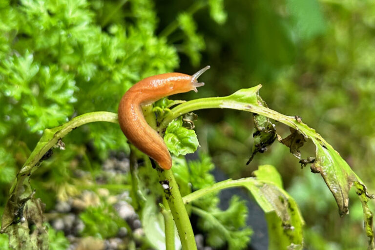 Slug-on-fine-herbs