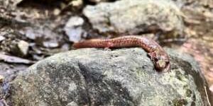 image00020-salamandre-pourpre-300×225