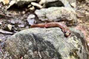 image00020-salamandre-pourpre-300×225