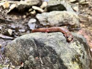 Les salamandres du bassin versant