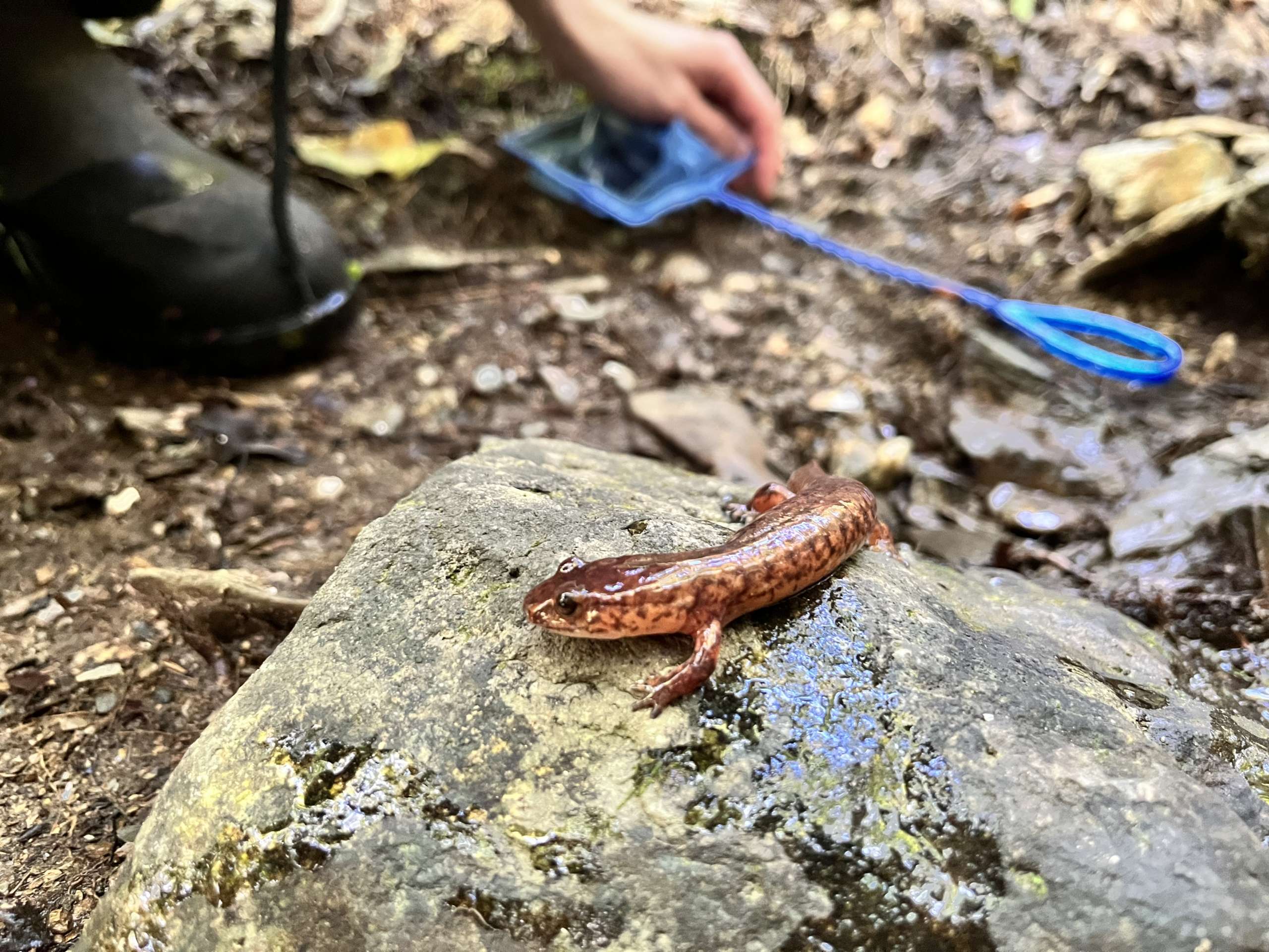 Naturalist Ed Series: Watersheds & the California Giant Salamander