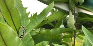 Caterpillar-300×300