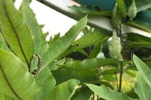 Caterpillar-300×300