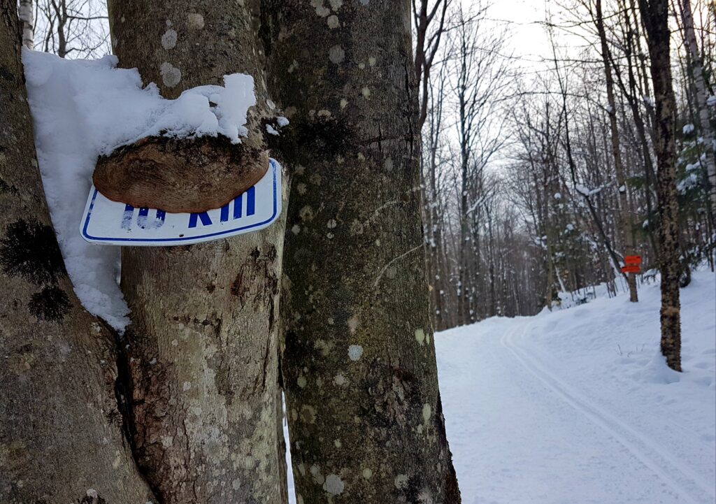 Île du Marais rues des Sapins, Sainte-Catherine-de-Hatley