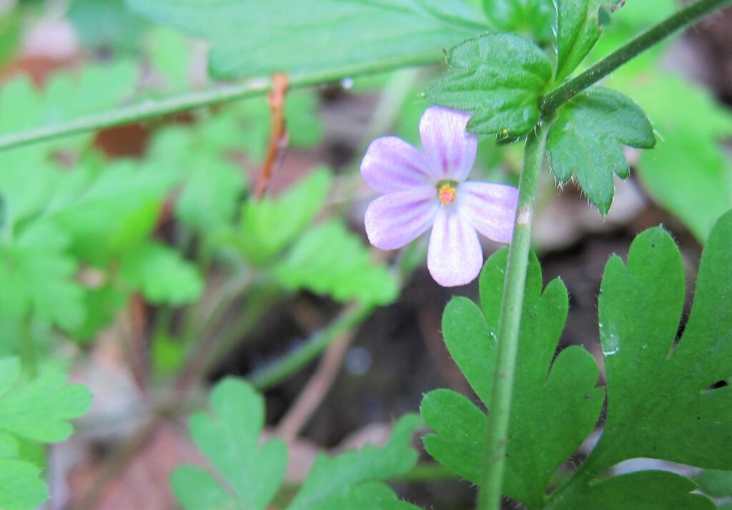 Take a walk on the wild side. Forest Bathing - Shinrin-yoku - Bains de forêt