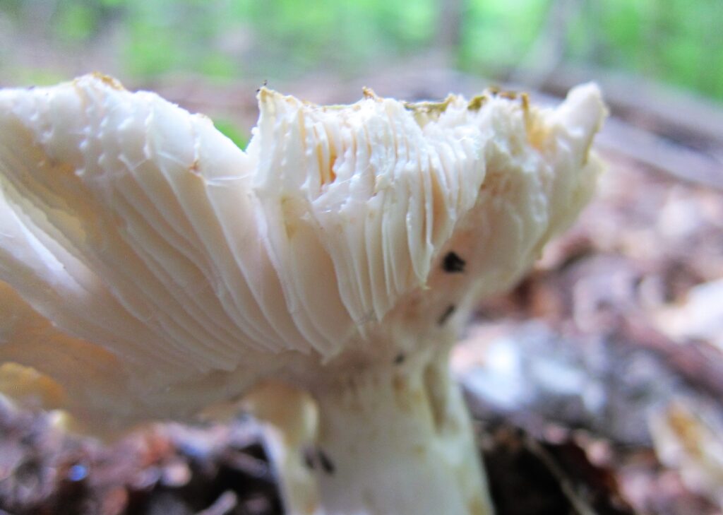 Balade en forêt et santé vont de pair Bains de forêt — Forest Bathing — Shinrin-yoku