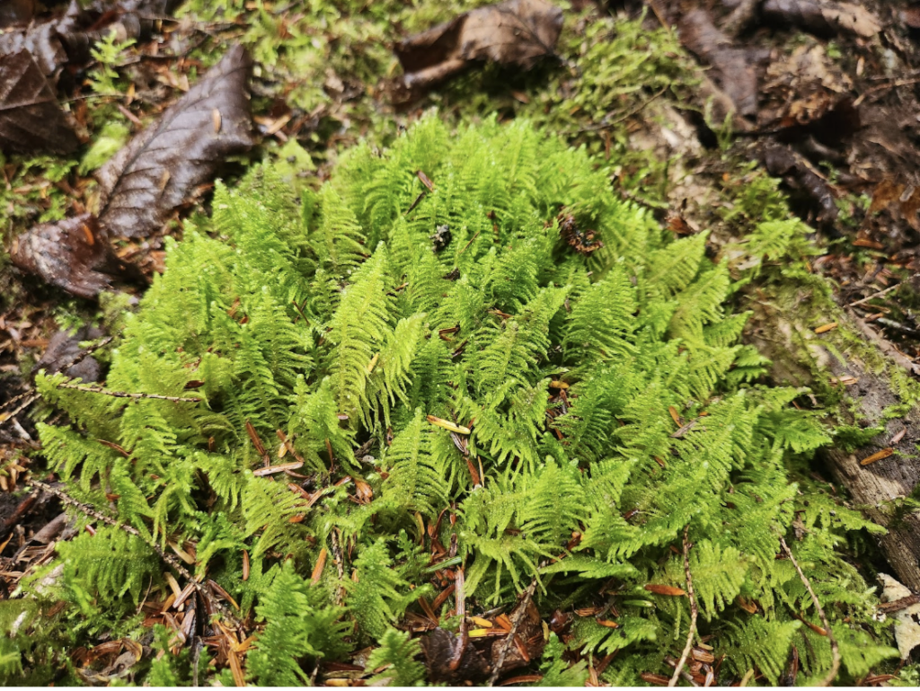 A journey into the surprising world of mosses